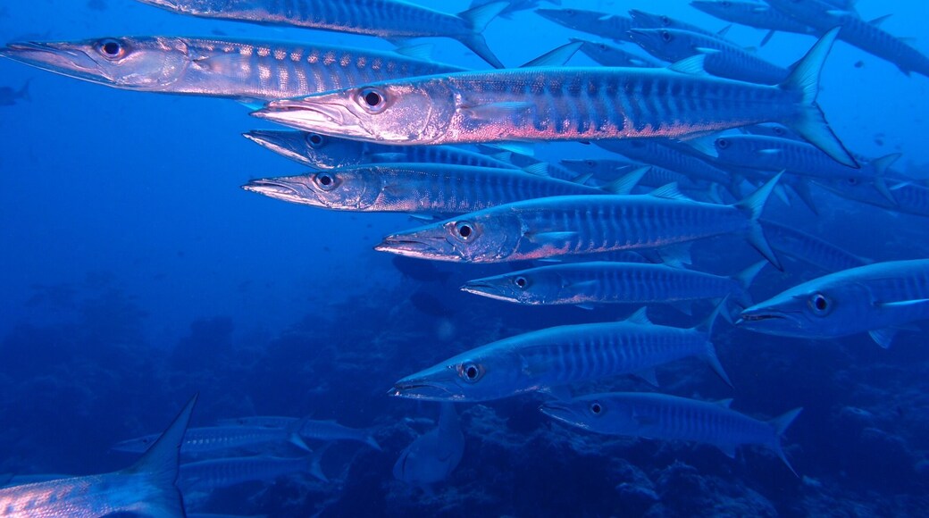 Schooling Barracuda in the North Coral Sea, Australia #blue