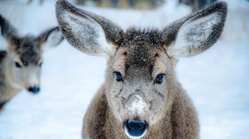 Making friends in Clancy Montana. Mule Deers are everywhere...this was in my backyard. This place is great for hiking.. nature watching