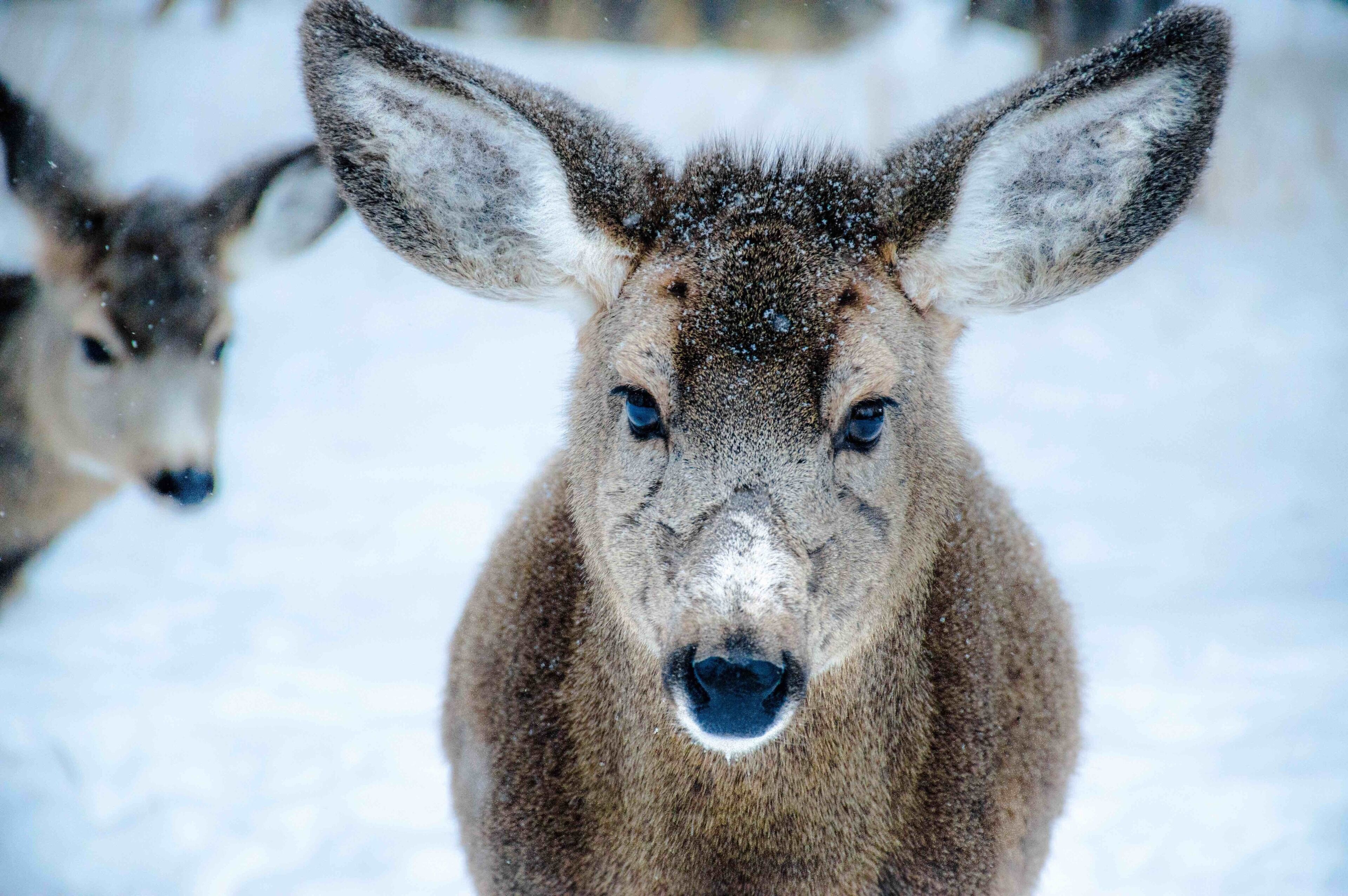 A close-up of a deer with large ears and a snowy background.