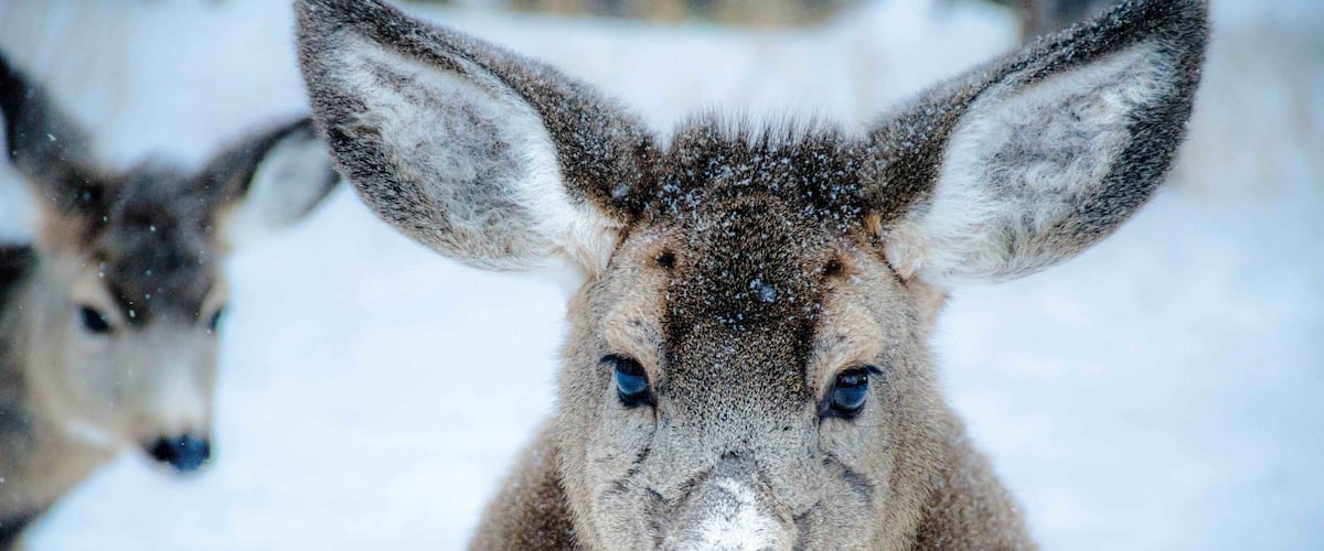 A close-up of a deer with large ears and a snowy background.