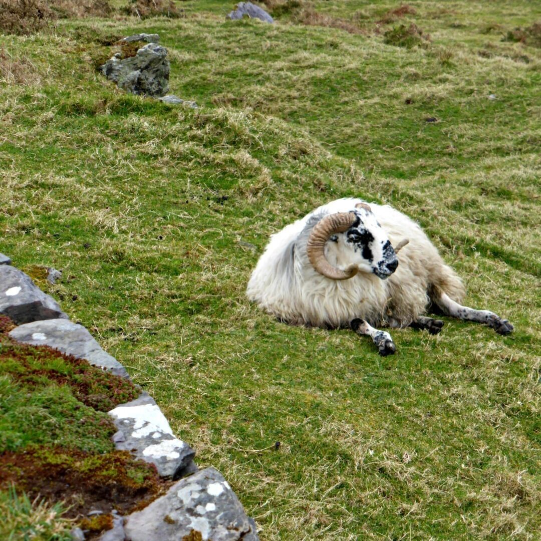 Protecting this Irish stone fort are steep slopes and these cute, but a bit ornery, sheep. This one didn't seem to be too impressed that we were wandering around his stone fort and kept a wary eye on us for most of our visit. 