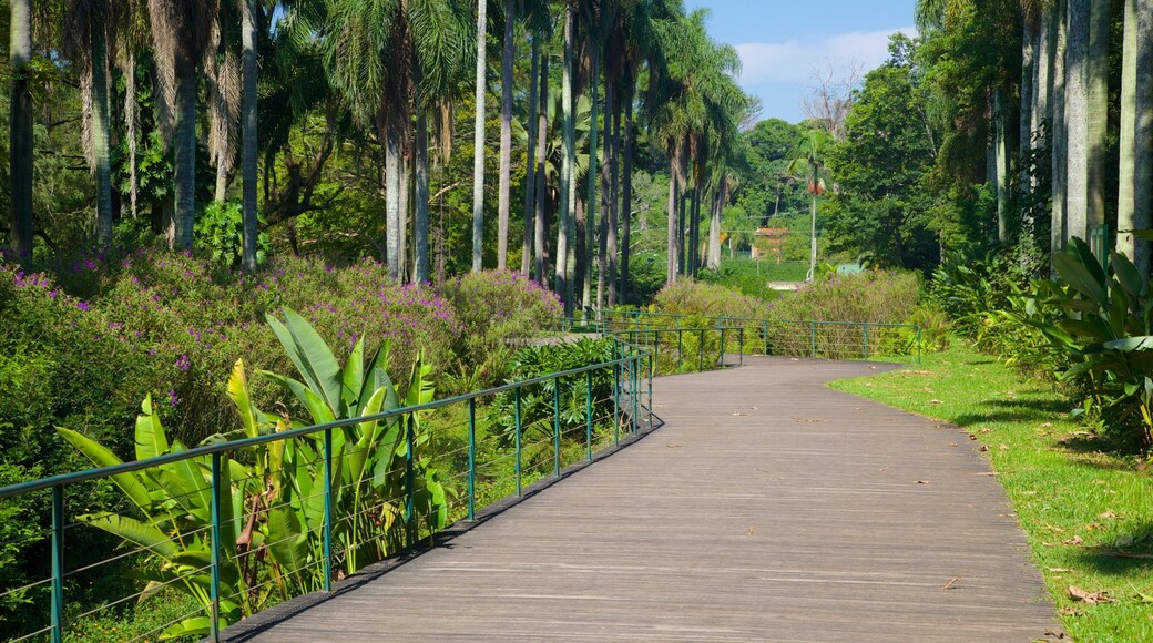 Sao Paulo Botanical Garden showing a garden