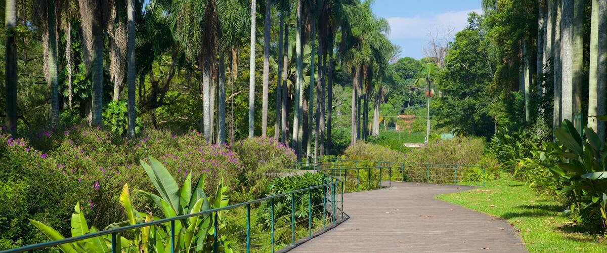 Sao Paulo Botanical Garden featuring a garden