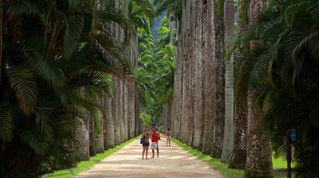 Sao Paulo Botanical Garden which includes a park as well as a couple