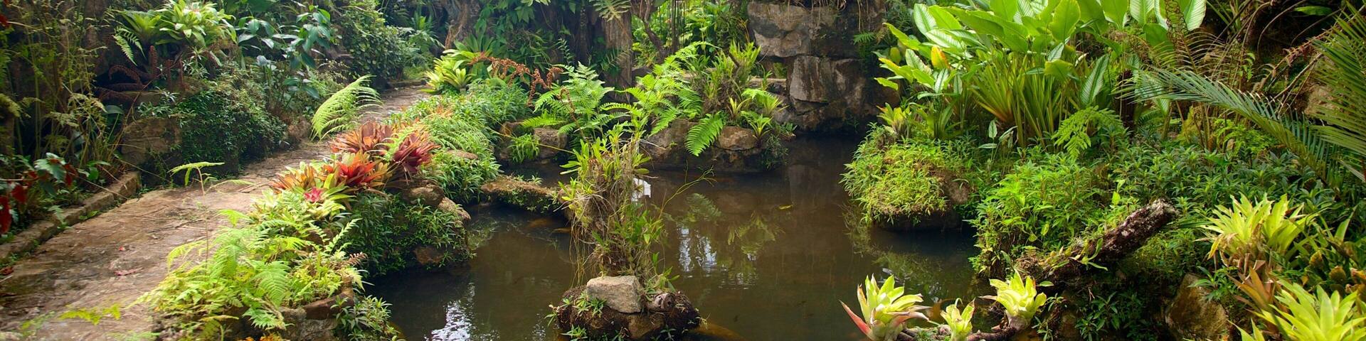Un invernadero exuberante con una variedad de plantas tropicales y un pequeño estanque.