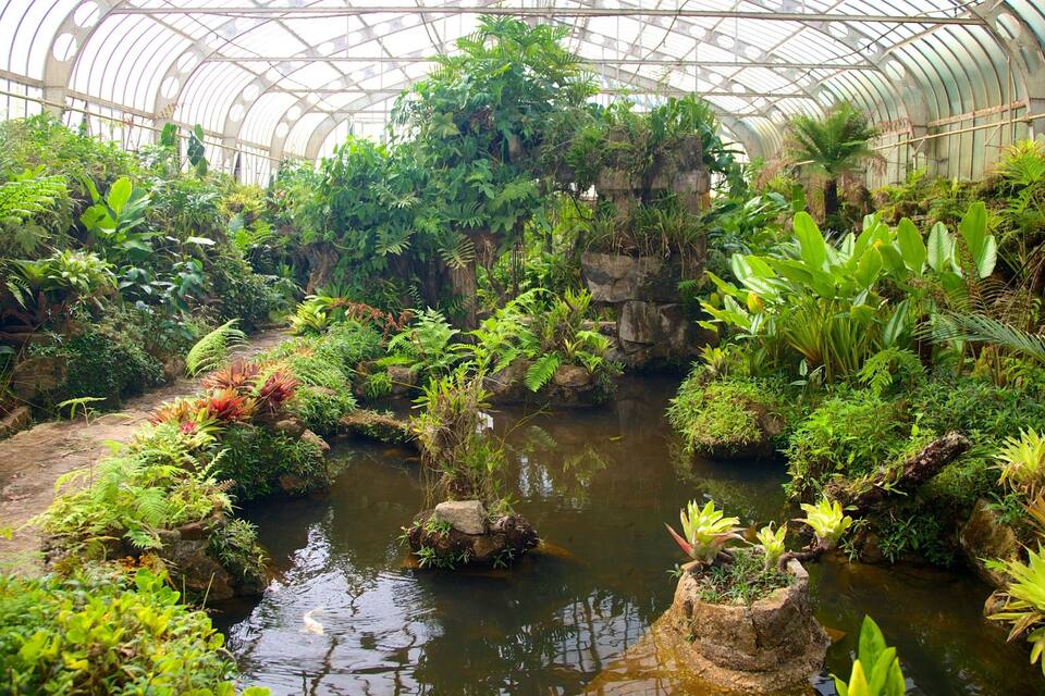 A lush greenhouse with a variety of tropical plants and a small pond.