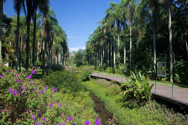 Sao Paulo Botanical Garden showing a garden