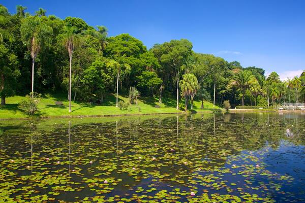 Sao Paulo Botanical Garden featuring a pond