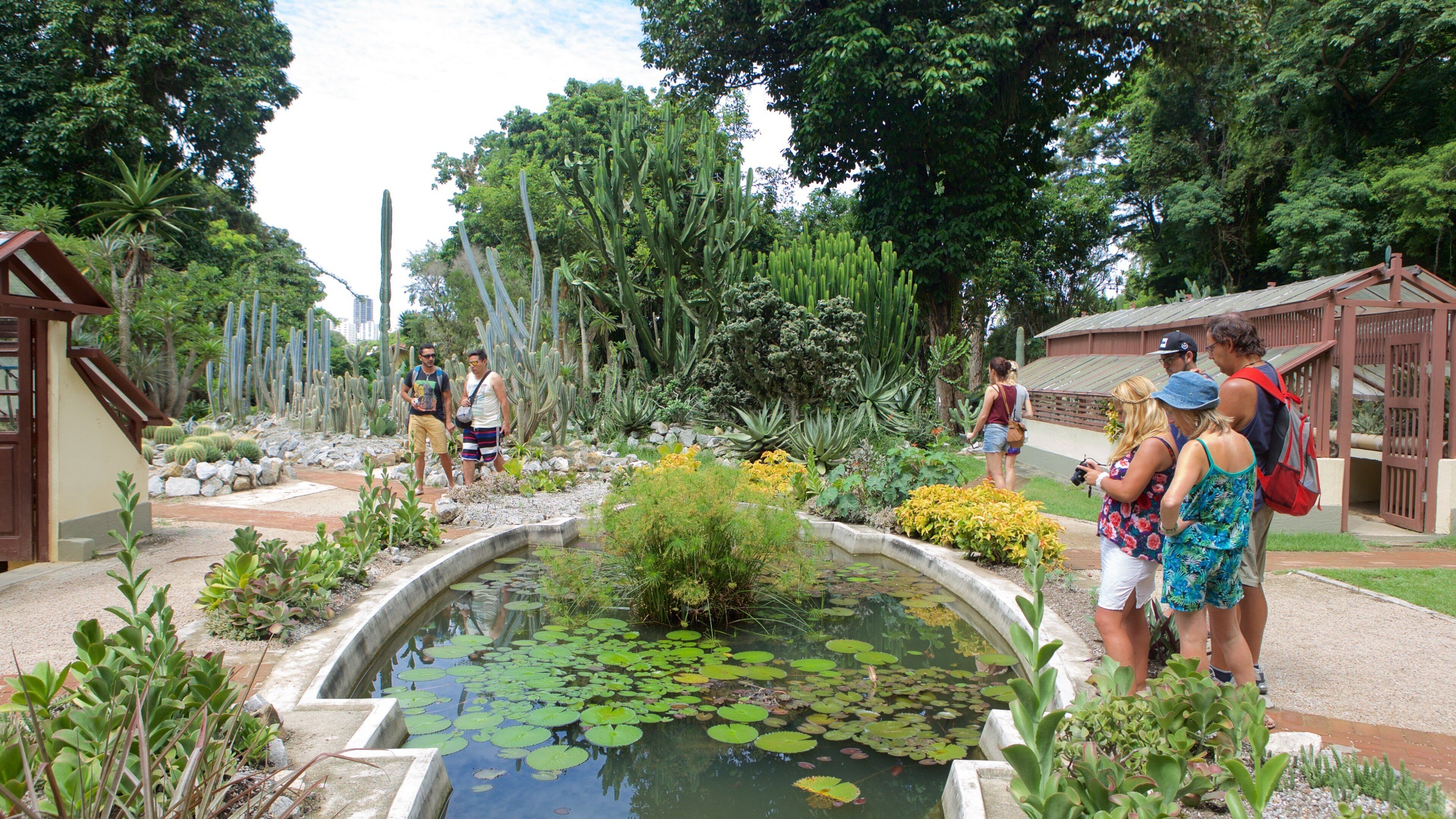 Sao Paulo Botanical Garden which includes a pond and a garden as well as a small group of people