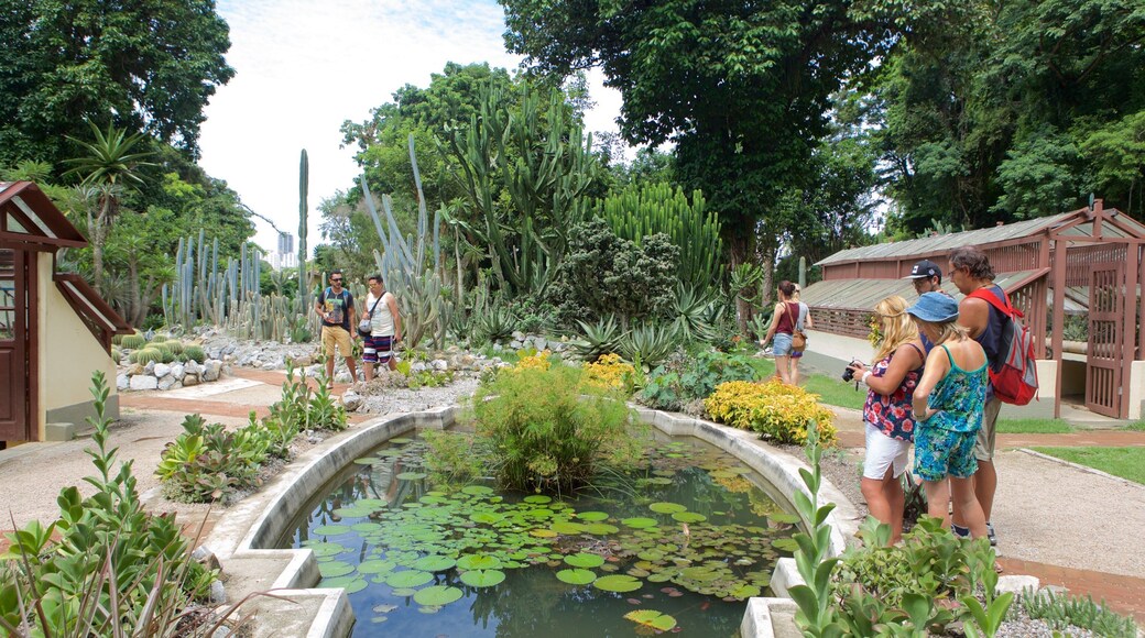 Sao Paulo Botanical Garden which includes a pond and a garden as well as a small group of people