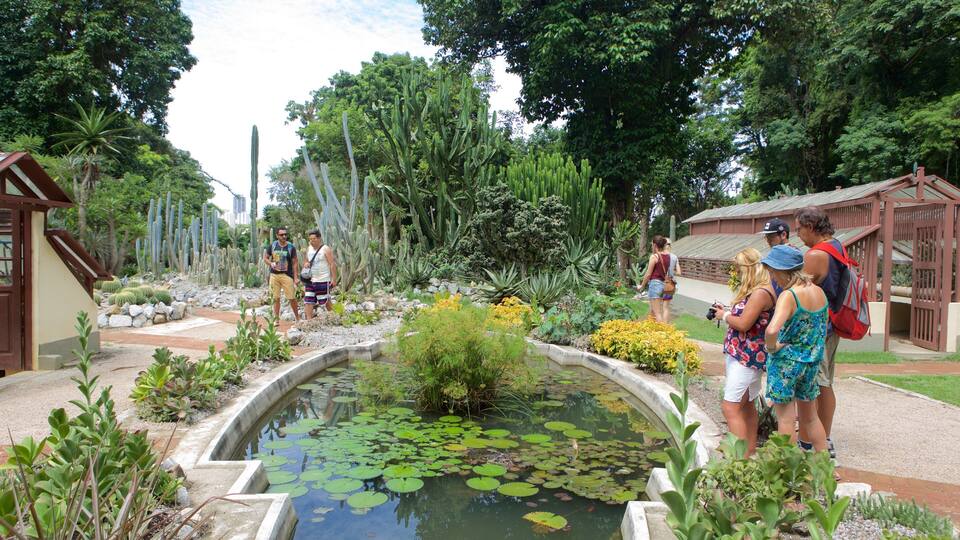 Sao Paulo Botanical Garden which includes a pond and a garden as well as a small group of people