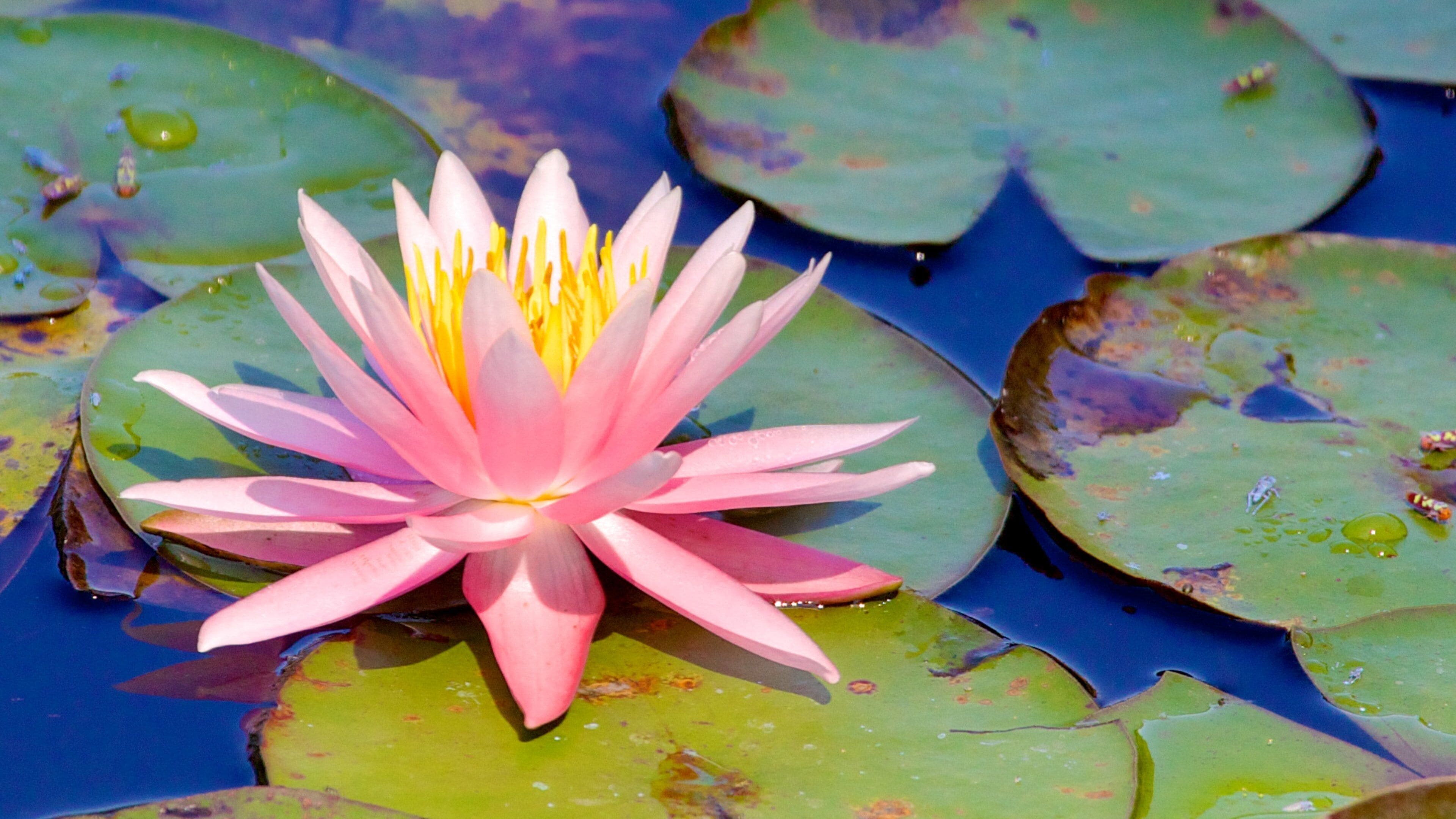 São Paulo Botanical Garden which includes flowers