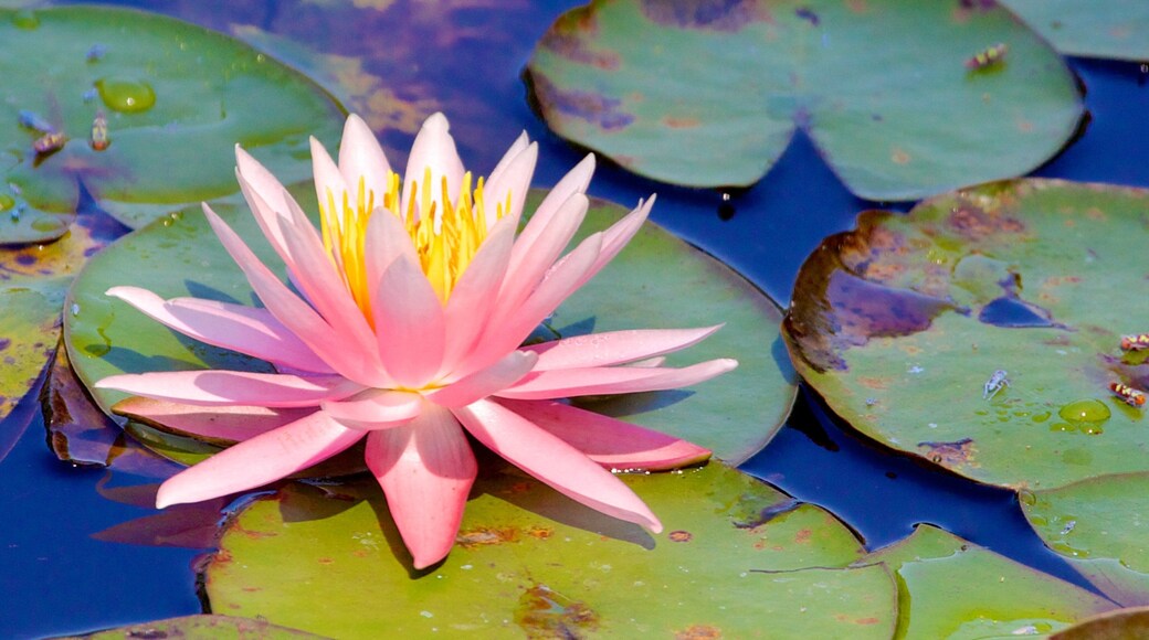 São Paulo Botanical Garden which includes flowers