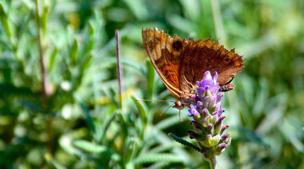 ์ํ์ธ๋ฃจ ์๋ฌผ์ ์ ํน์ง ๊ฝ ๊ณผ ๋๋ฌผ