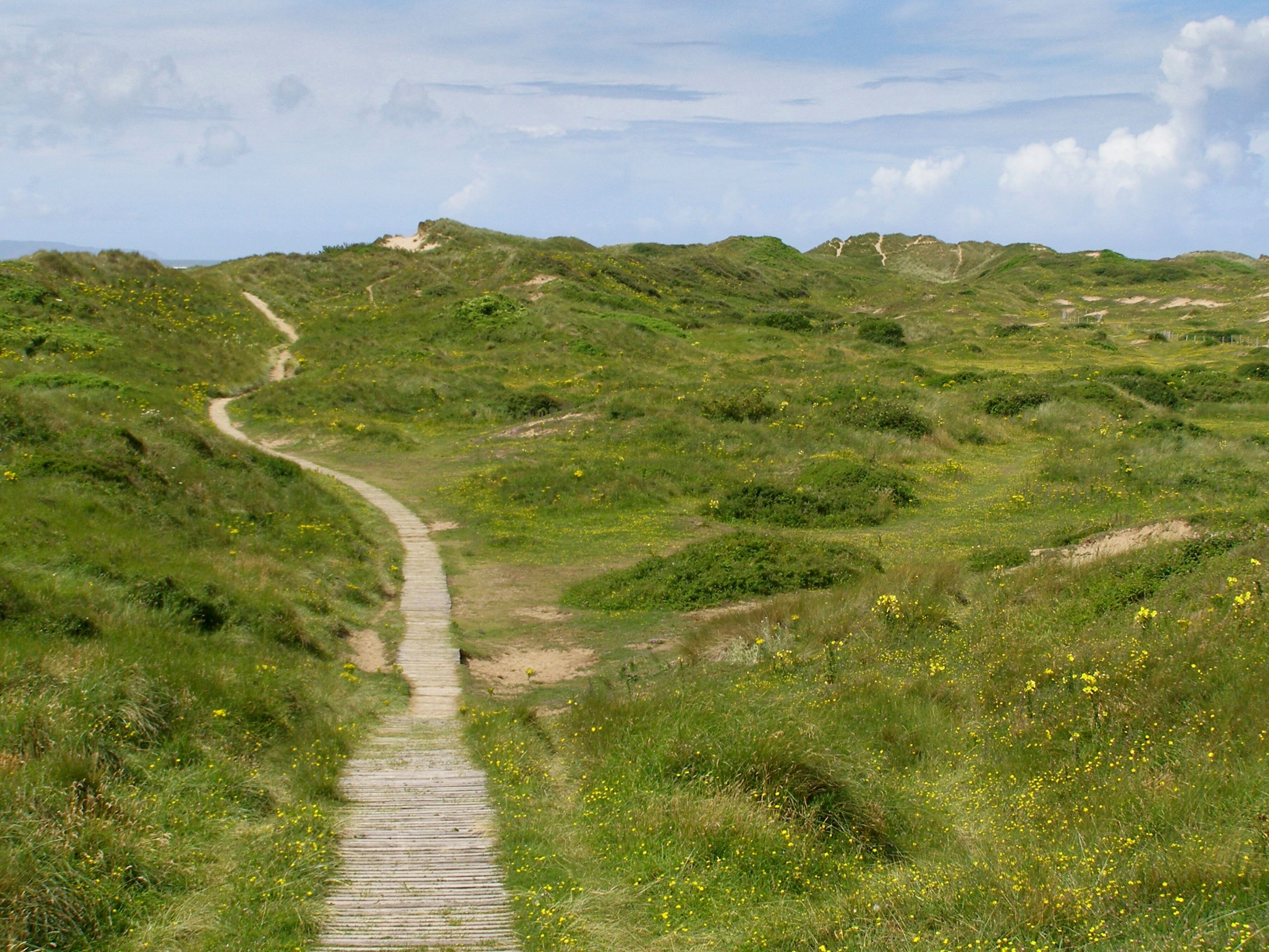 A winding dirt path through a grassy landscape with rolling hills and scattered yellow flowers.