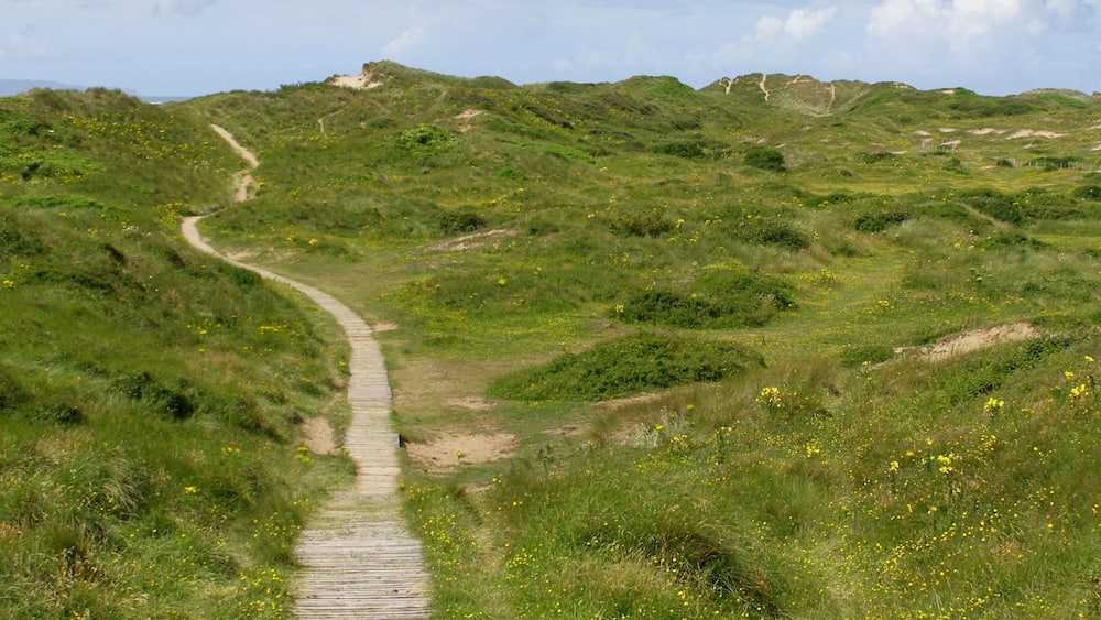 A winding dirt path through a grassy landscape with rolling hills and scattered yellow flowers.