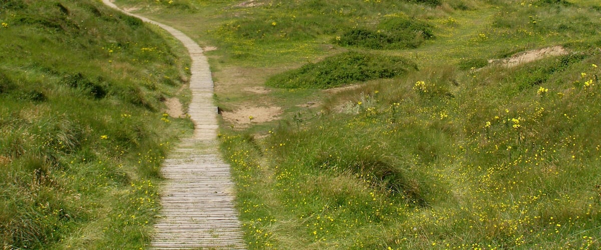 A winding dirt path through a grassy landscape with rolling hills and scattered yellow flowers.