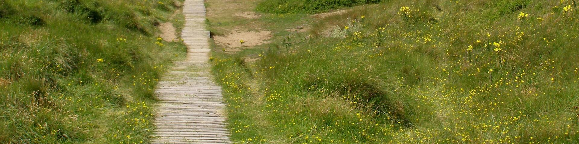 A winding dirt path through a grassy landscape with rolling hills and scattered yellow flowers.