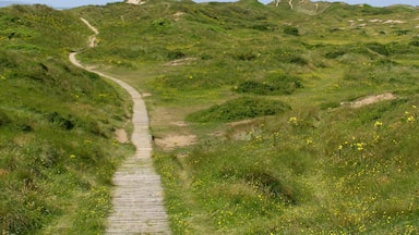 Um caminho de terra sinuoso serpenteia por uma paisagem gramada com colinas ondulantes e flores amarelas espalhadas.