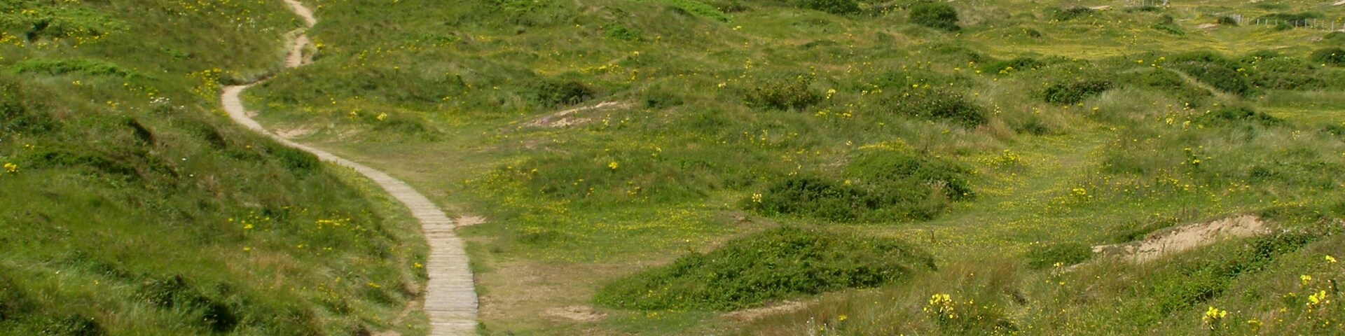 Un sendero sinuoso de tierra que atraviesa un paisaje cubierto de hierba, con colinas onduladas y flores amarillas dispersas.