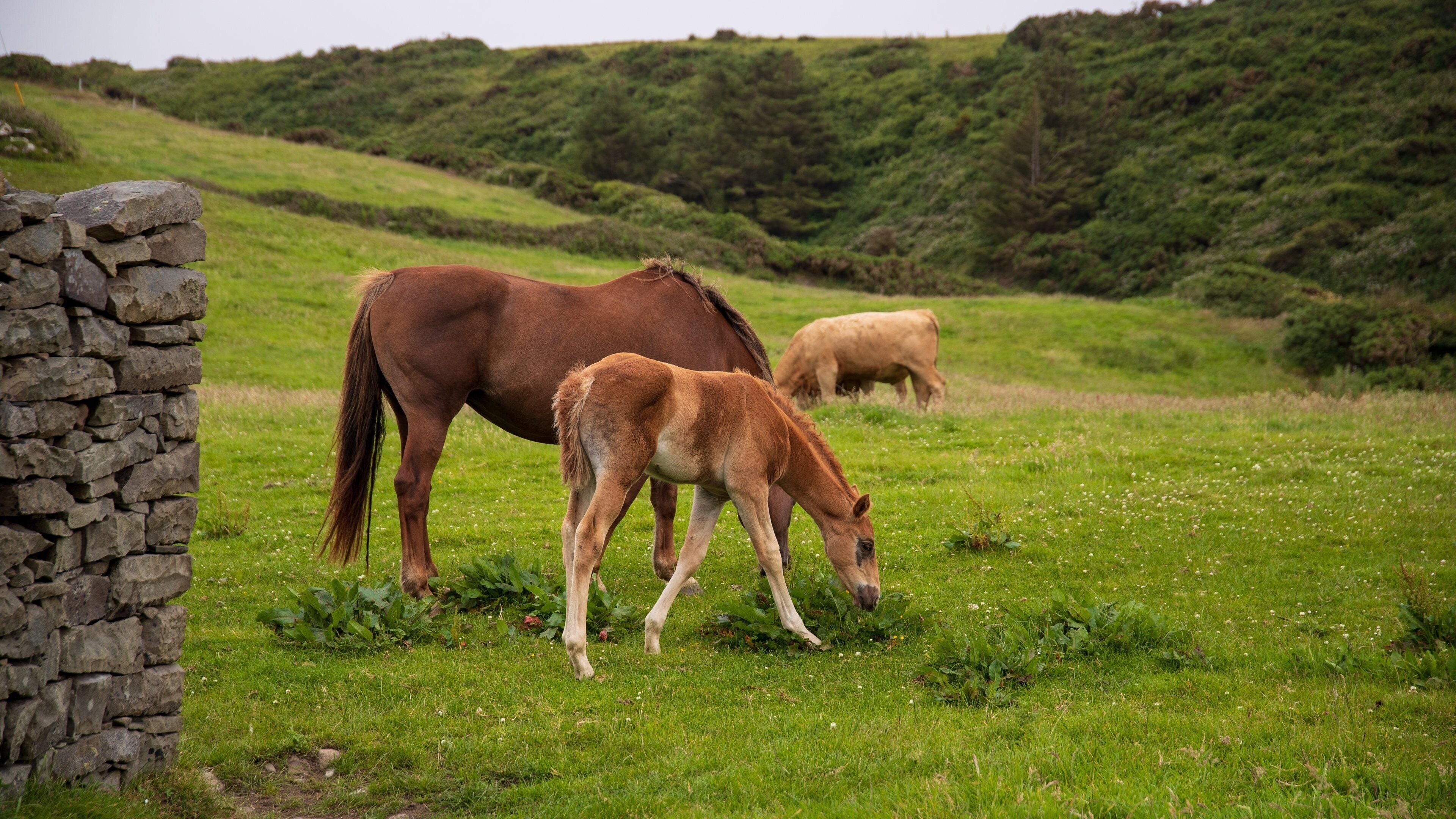Doolin which includes land animals and farmland