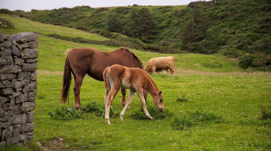 Doolin which includes land animals and farmland