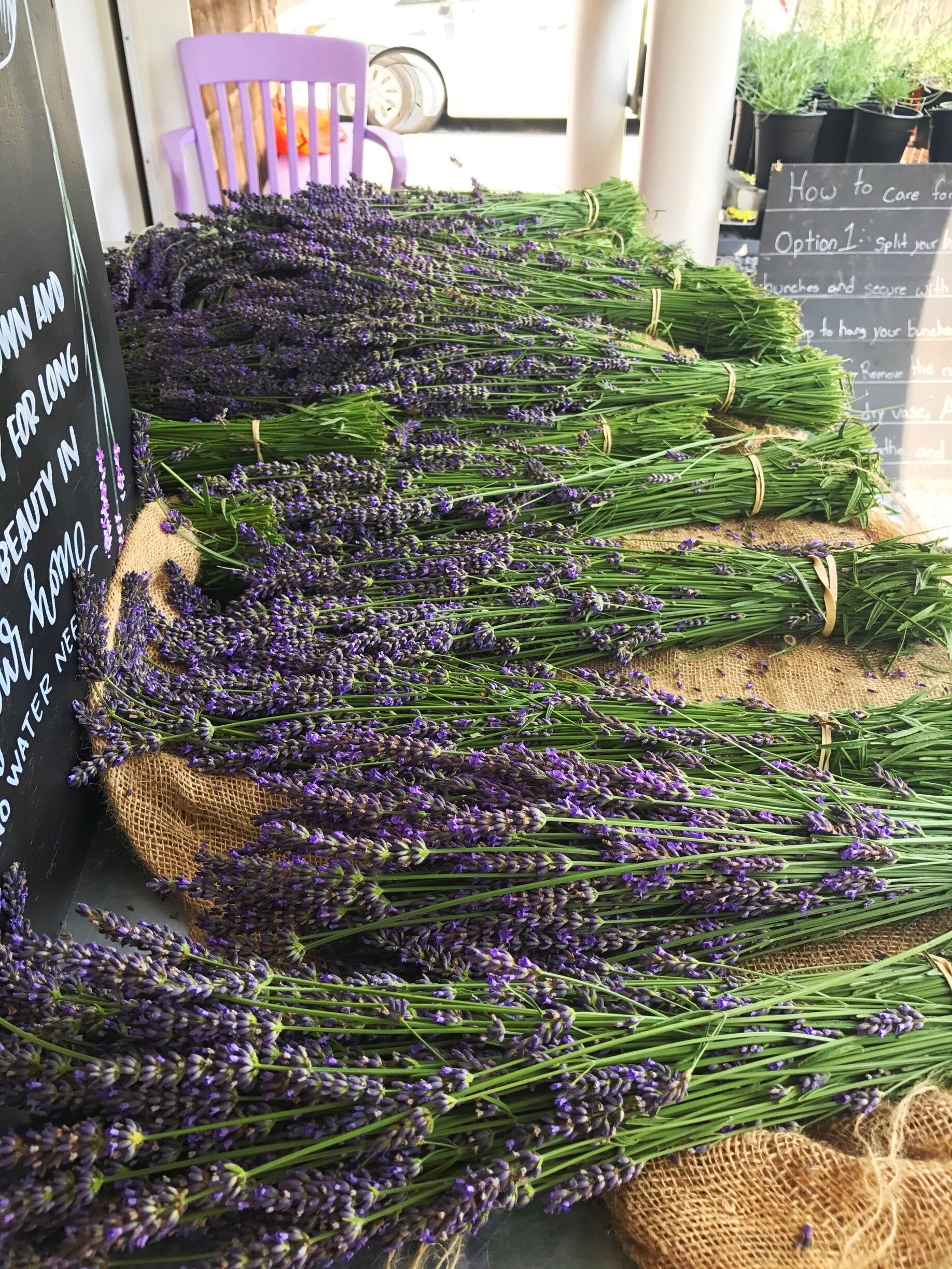Freshly picked lavender 💜