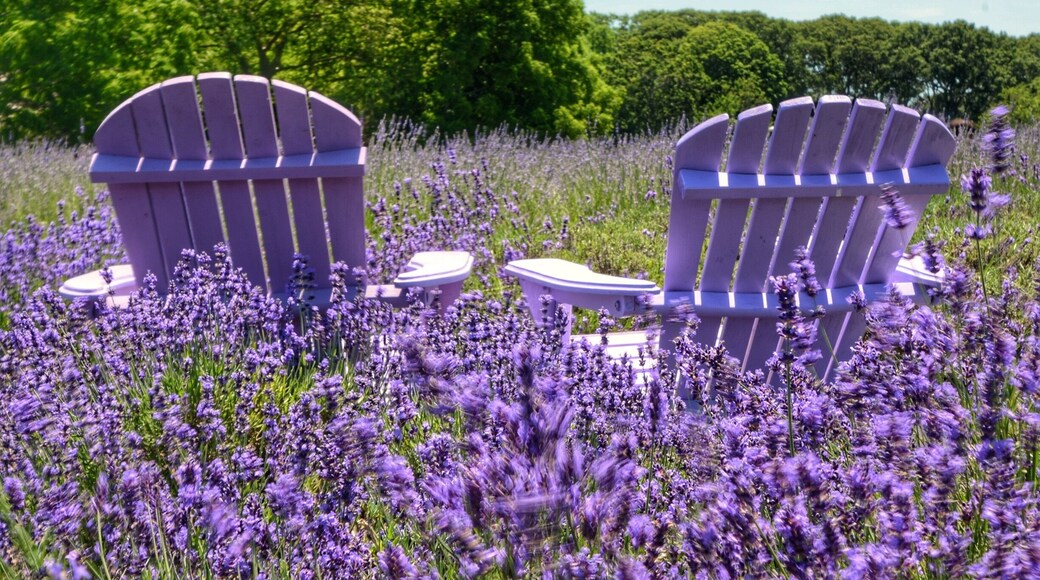 Lavender farm. Peak season is crowded. Usually late June and early July. Have to get there early if not you can't get a descent shot. #lavender #purple #lovemytown #colorful #weekendgetaway #NikonD7100 #citylife #cityscape #landscape #nature #likealocal