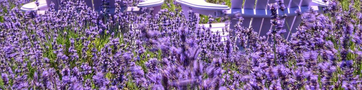 Lavender farm. Peak season is crowded. Usually late June and early July. Have to get there early if not you can't get a descent shot. #lavender #purple #lovemytown #colorful #weekendgetaway #NikonD7100 #citylife #cityscape #landscape #nature #likealocal