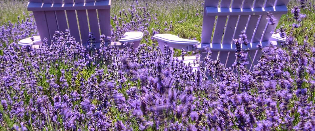 Lavender farm. Peak season is crowded. Usually late June and early July. Have to get there early if not you can't get a descent shot. #lavender #purple #lovemytown #colorful #weekendgetaway #NikonD7100 #citylife #cityscape #landscape #nature #likealocal