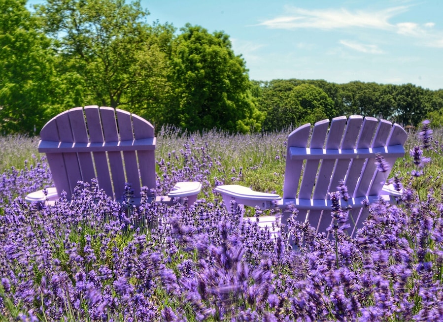 Lavender farm. Peak season is crowded. Usually late June and early July. Have to get there early if not you can't get a descent shot. #lavender #purple #lovemytown #colorful #weekendgetaway #NikonD7100 #citylife #cityscape #landscape #nature #likealocal