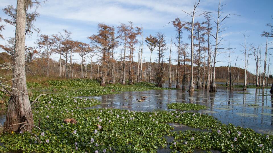 A swamp with water lilies, tall trees, and a clear sky.