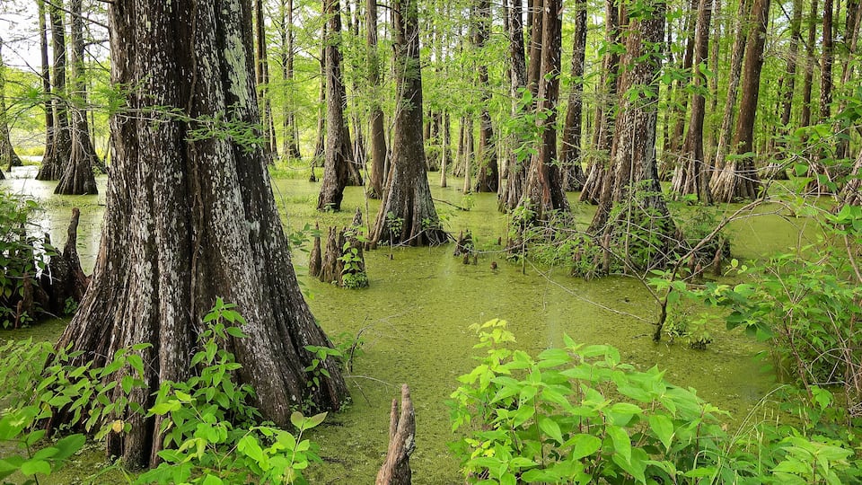 A swampy forest with numerous trees and green vegetation.