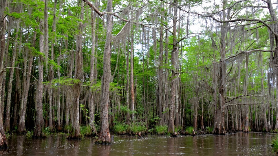 A swampy forest with tall, slender trees and a calm water body.