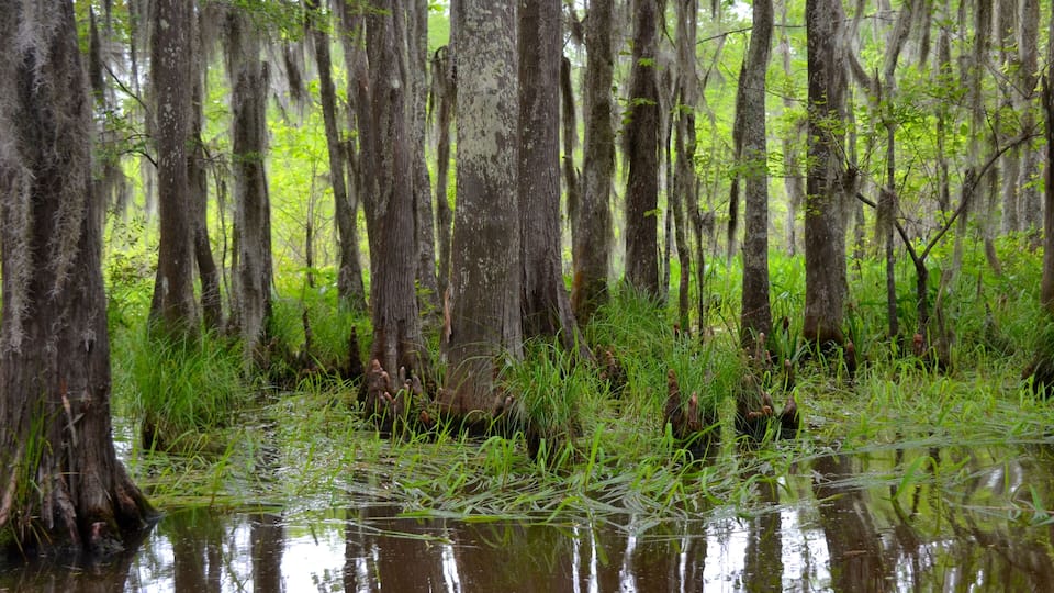 A swampy area with tall trees and water reflecting the sky.