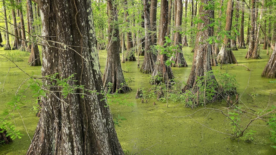 A swamp with numerous trees and green moss-covered ground.
