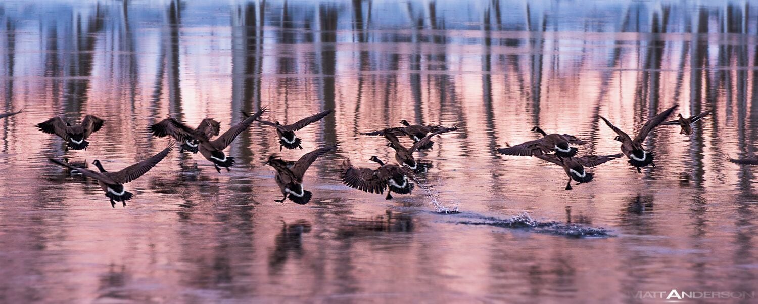 Geese taking flight on a cold Winter day on the Rock River. Rural Rock County, WI.