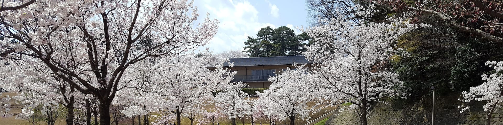 JAPAN-Cherry blossoms at Kanazawa Castle during Hanami