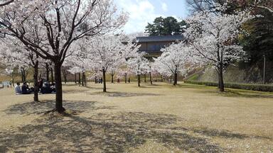 JAPAN-Cherry blossoms at Kanazawa Castle during Hanami