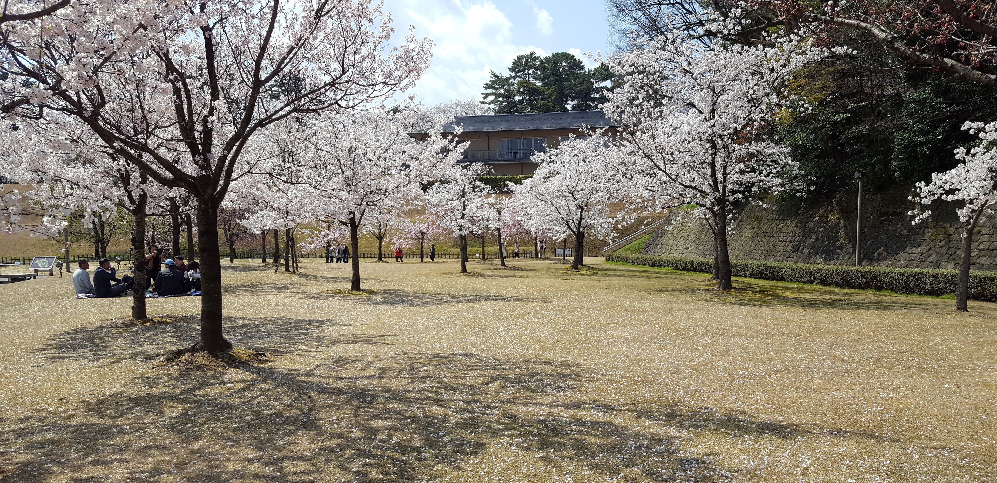 A park with cherry blossom trees and a building in the background.
