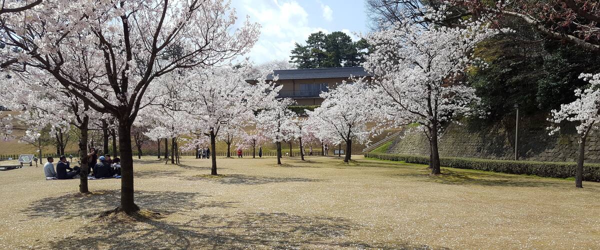 A park with cherry blossom trees and a building in the background.