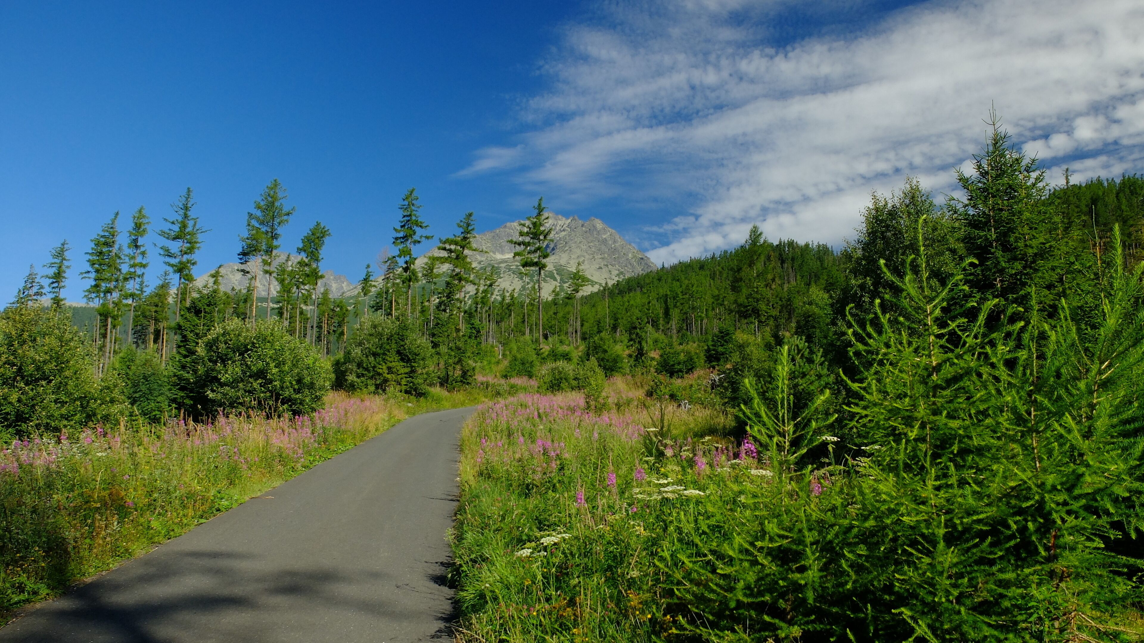 A paved road winding through a forest with tall trees and a mountain in the background.