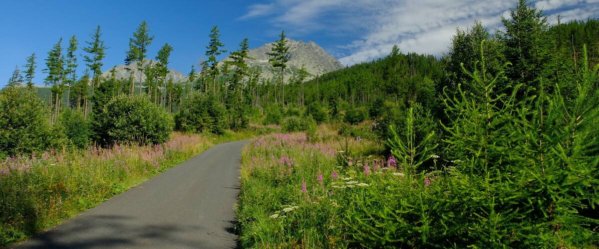 A paved road winding through a forest with tall trees and a mountain in the background.
