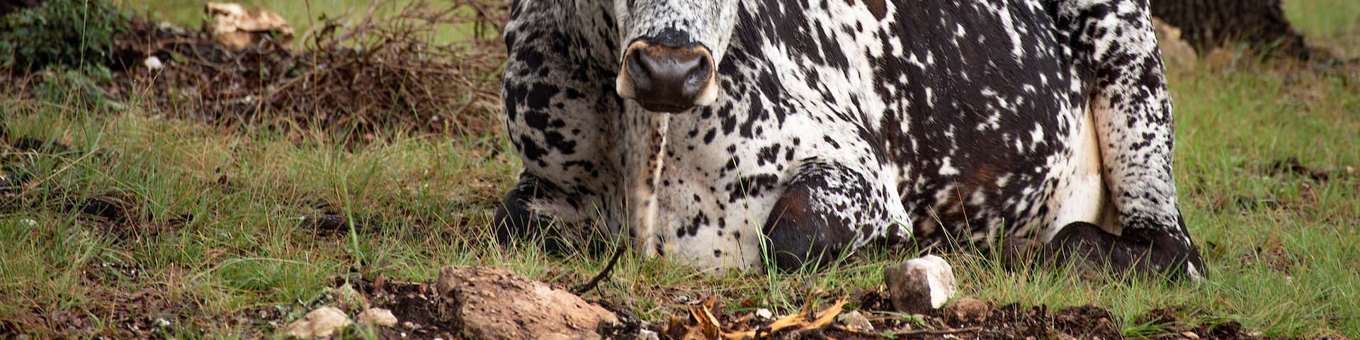 A large horned animal with long horns lying on the ground in a grassy area with trees in the background.