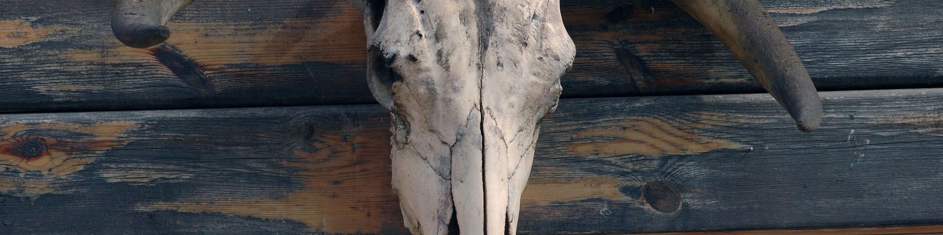 Um crânio de búfalo grande e desgastado fixado em uma cerca de madeira.