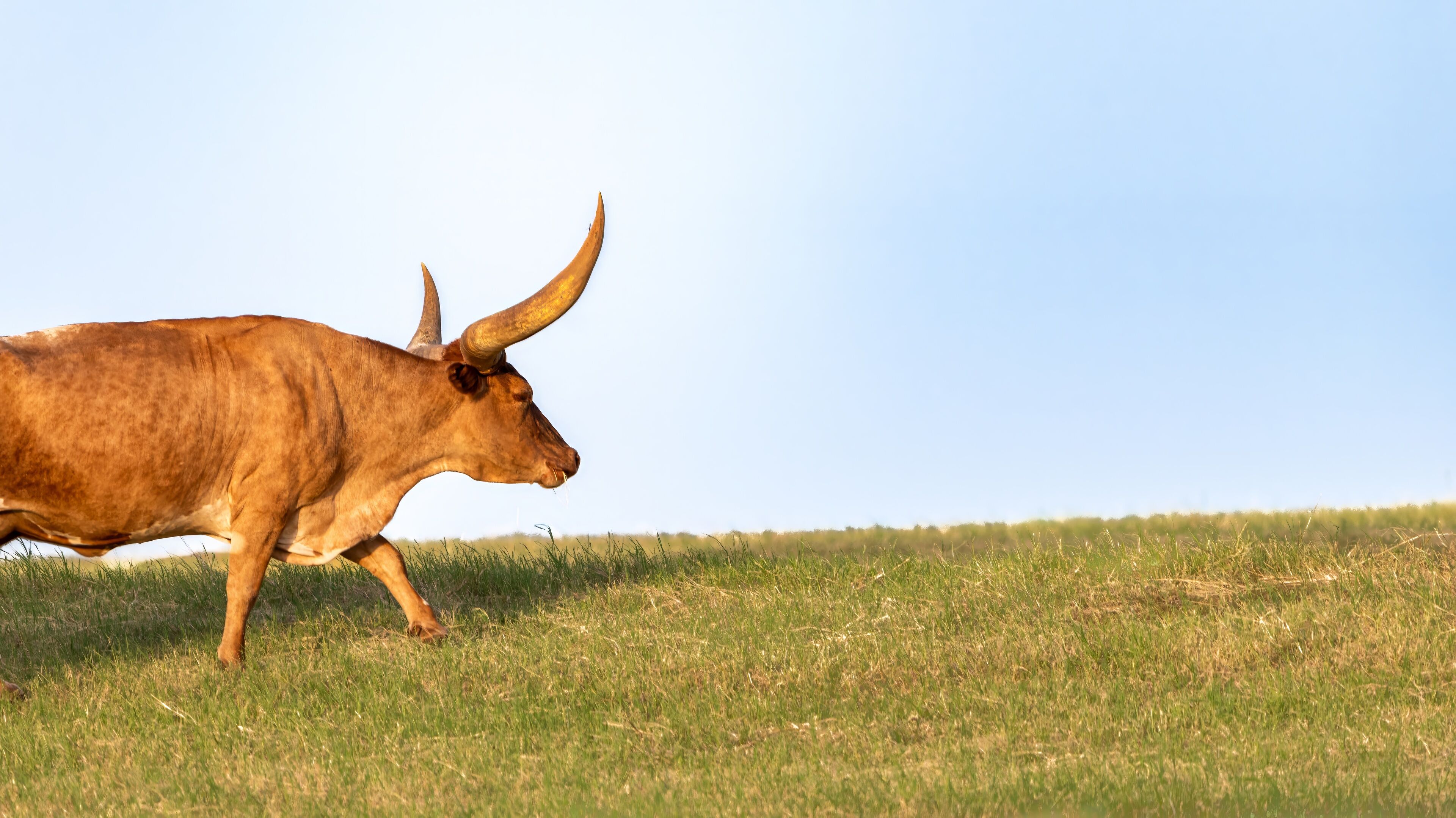 A brown ox with large horns walking across a grassy field.
