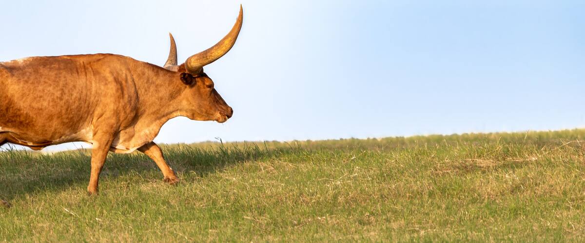 A brown ox with large horns walking across a grassy field.