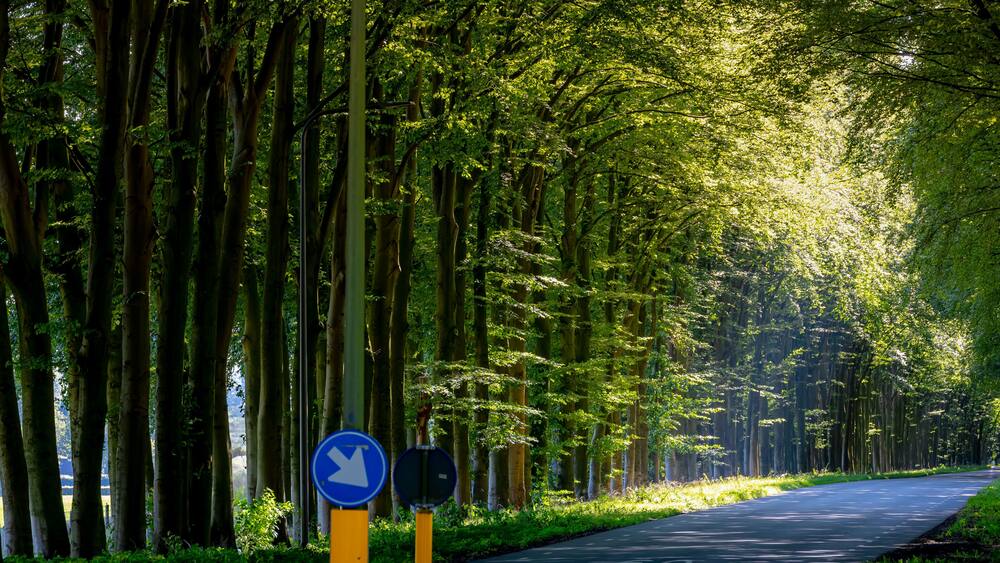 Countryside road with tree trunks and green leaves in summer, Landscape view with a small street and sunlight, Narrow of trees along the roadside in Ellecom, Dutch province of Gelderland, Netherlands.