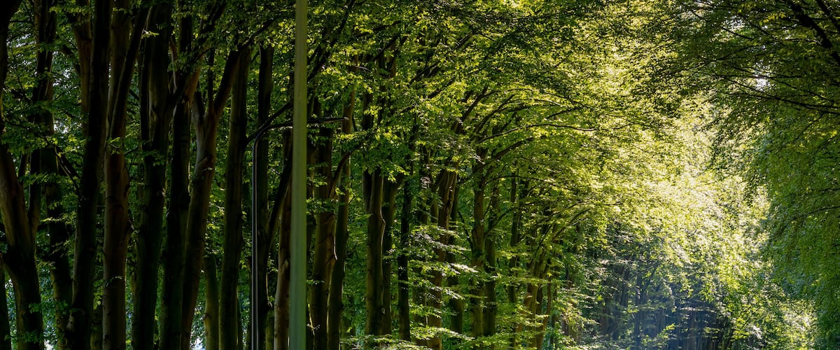 Countryside road with tree trunks and green leaves in summer, Landscape view with a small street and sunlight, Narrow of trees along the roadside in Ellecom, Dutch province of Gelderland, Netherlands.