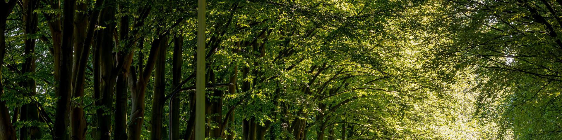 Countryside road with tree trunks and green leaves in summer, Landscape view with a small street and sunlight, Narrow of trees along the roadside in Ellecom, Dutch province of Gelderland, Netherlands.